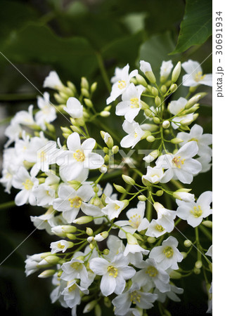 アブラギリ 花 フラワー 30691934