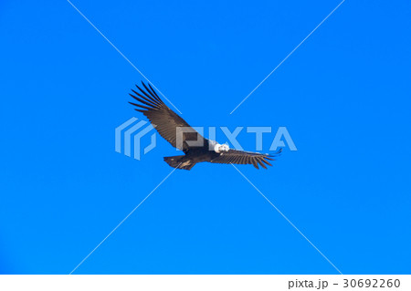 condor in sky condor in sky 30692260