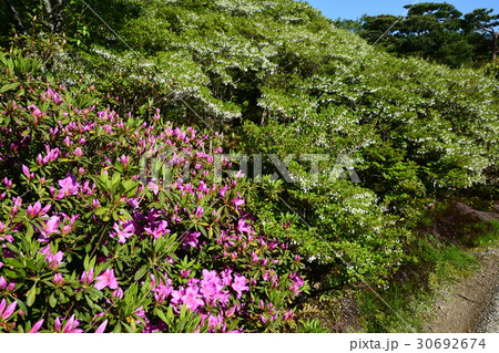名勝依水園　日本庭園　奈良 30692674