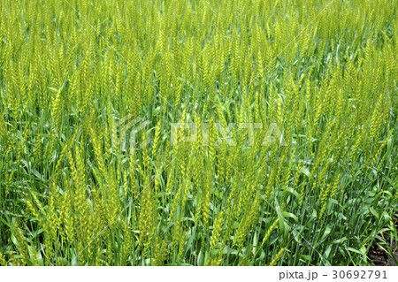 小麦の穂　　 30692791