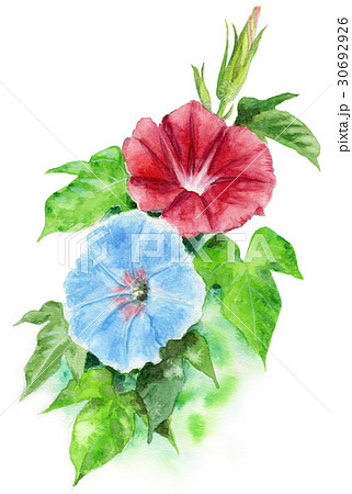 朝顔 朝顔 30692926