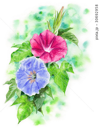 朝顔 朝顔 30692958