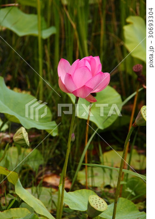 蓮の花16 30693304