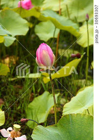 蓮の花19 30693307