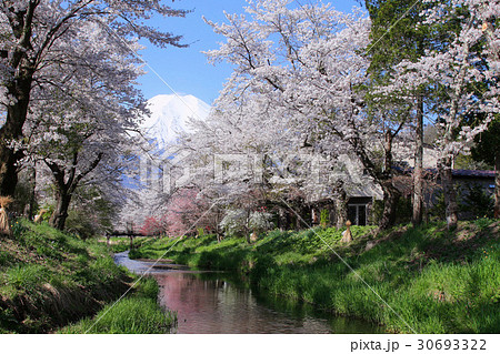 忍野村　富士山と桜並木 30693322