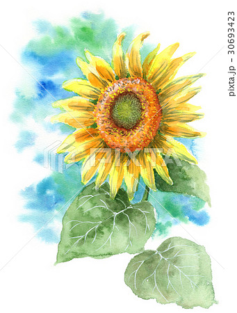 ひまわり 30693423