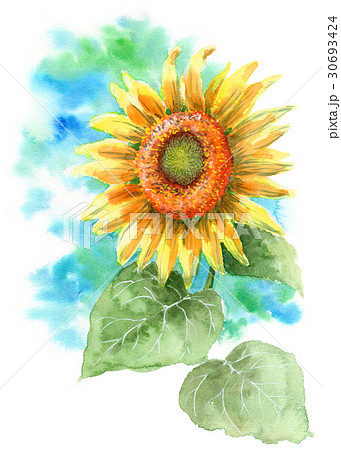 ひまわり 30693424