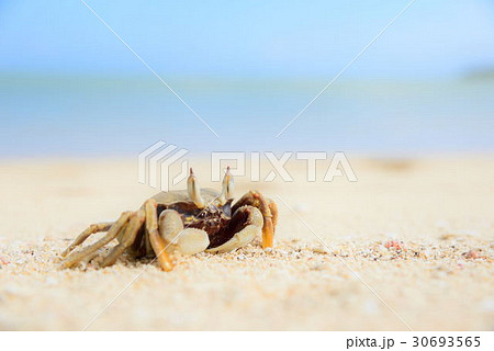 浜辺のカニの写真素材 [30693565] - PIXTA