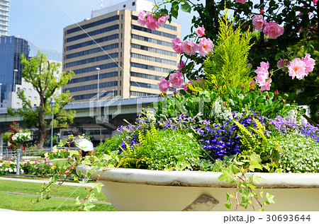 大阪　中之島バラ園の風景 30693644