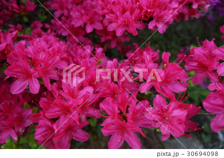 神山のつつじ 30694098