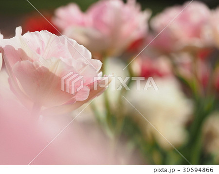 チューリップ 30694866