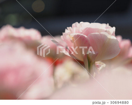 チューリップ 30694880