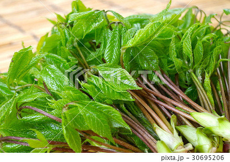 こしあぶら 30695206