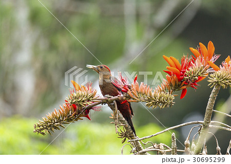 ノグチゲラ 30695299