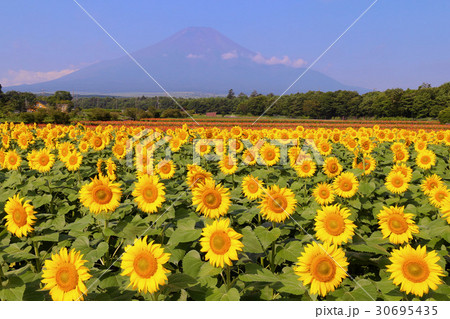 花の都公園　富士山とヒマワリ畑 30695435
