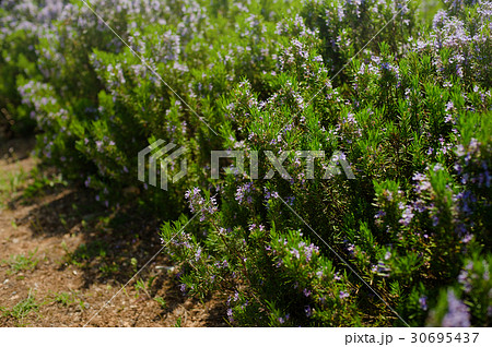 spring rosemary flowering branches in full bloom spring rosemary flowering branches in full bloom 30695437