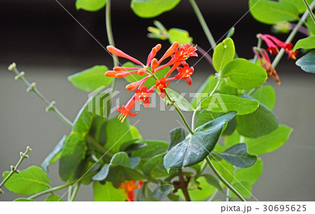 ツキヌキニンドウ(突抜忍冬) ツキヌキニンドウ(突抜忍冬) 30695625