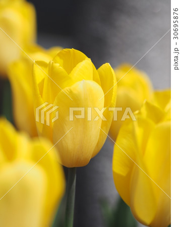 チューリップ 30695876