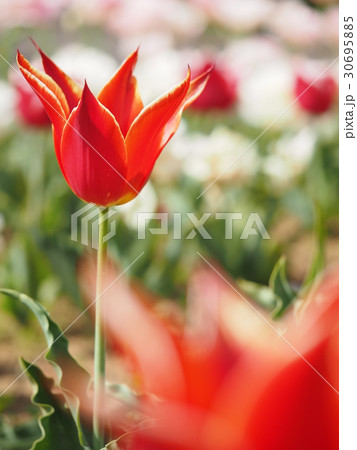 チューリップ チューリップ 30695885