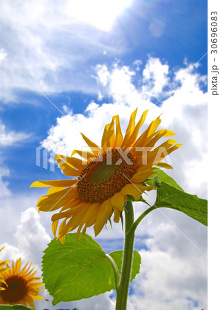 布引風の高原の夏(郡山市湖南町) 布引風の高原の夏(郡山市湖南町) 30696083