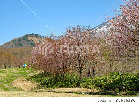 山桜が咲き始めた田沢湖高原と秋田駒ケ岳 30696336