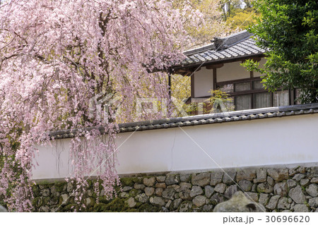 桜咲く長谷寺 桜咲く長谷寺 30696620