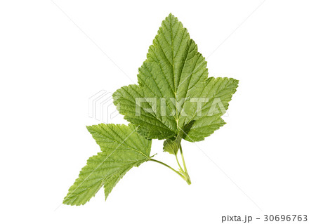 sheet of a currant isolated sheet of a currant isolated 30696763