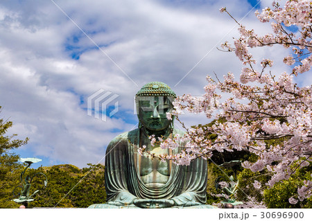 鎌倉大仏と桜 30696900