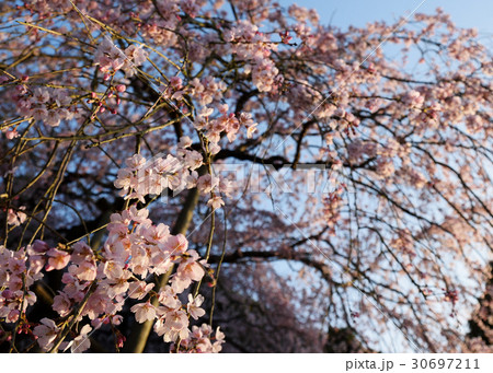 田ノ頭郷のしだれ桜 田ノ頭郷のしだれ桜 30697211