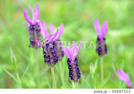 フレンチラベンダー 30697353