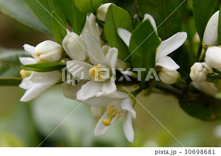 さきほこる蜜柑の花 30698681