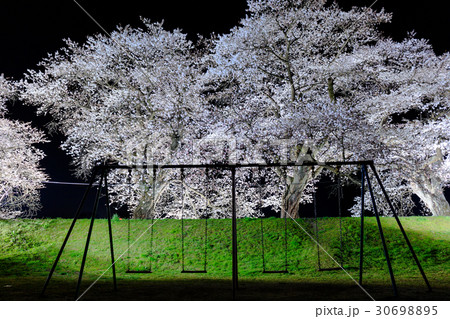 夜桜ライトアップ 30698895