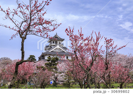 桜咲く豊公園　長浜城 30699802