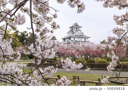 桜咲く豊公園　長浜城 30699818