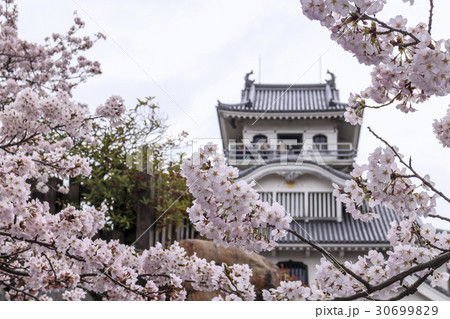 桜咲く豊公園 長浜城の写真素材