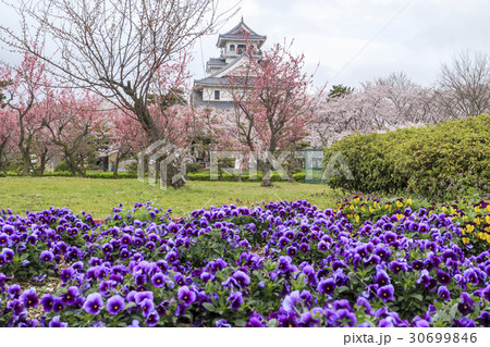 桜咲く豊公園 長浜城 桜咲く豊公園 長浜城 30699846