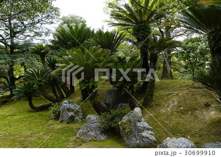 蘇鉄庭　和風庭園　日本庭園　外腰掛　待合 30699910