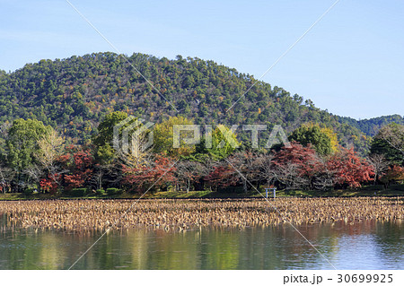 京都・大覚寺・大沢池 30699925