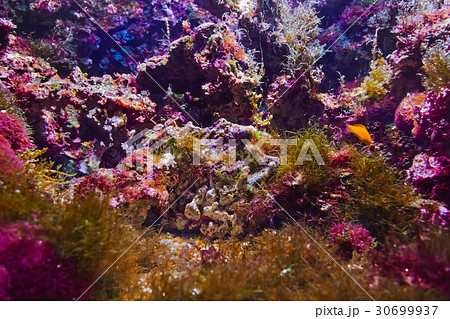 Fishes and corals reef 30699937