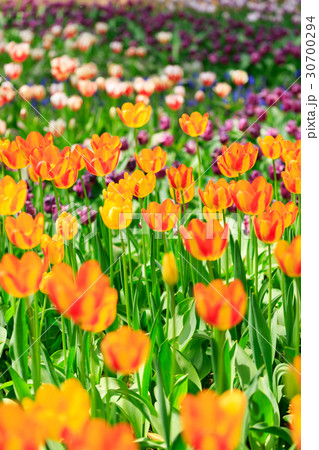 チューリップ チューリップ 30700294