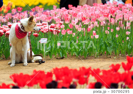 チューリップ チューリップ 30700295