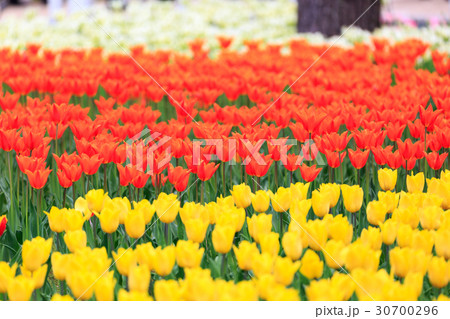 チューリップ 30700296