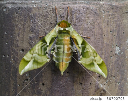 ウンモンスズメ ウンモンスズメ 30700703