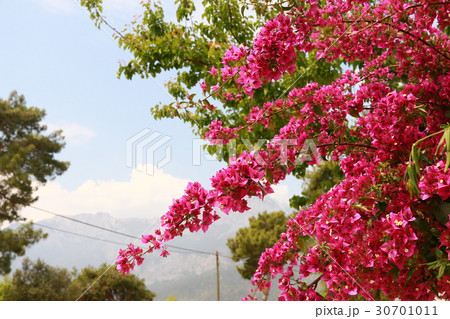 begonvil pink flowers on Kemer street 30701011