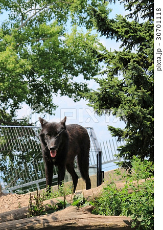 旭山動物園の可愛い狼の写真素材 30701118 Pixta