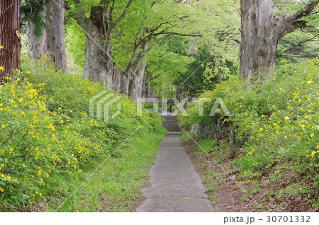 信州 松本の寺院 広沢寺(廣澤寺)参道 春は山吹の花が咲き誇る 信濃守護小笠原氏菩提寺 信州 松本の寺院 広沢寺(廣澤寺)参道 春は山吹の花が咲き誇る 信濃守護小笠原氏菩提寺 30701332