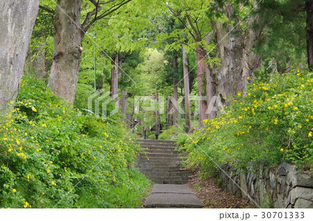 信州 松本の寺院 広沢寺(廣澤寺)参道 春は山吹の花が咲き誇る 信濃守護小笠原氏菩提寺 信州 松本の寺院 広沢寺(廣澤寺)参道 春は山吹の花が咲き誇る 信濃守護小笠原氏菩提寺 30701333