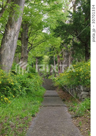 信州　松本の寺院　広沢寺（廣澤寺）参道　春は山吹の花が咲き誇る　信濃守護小笠原氏菩提寺 30701334