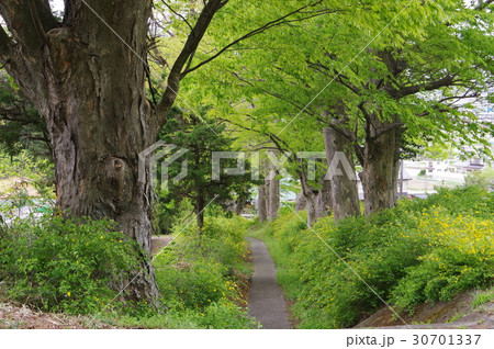 信州　松本の寺院　広沢寺（廣澤寺）参道　春は山吹の花が咲き誇る　信濃守護小笠原氏菩提寺 30701337