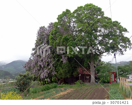 深山神社の大榧・大藤 深山神社の大榧・大藤 30701421